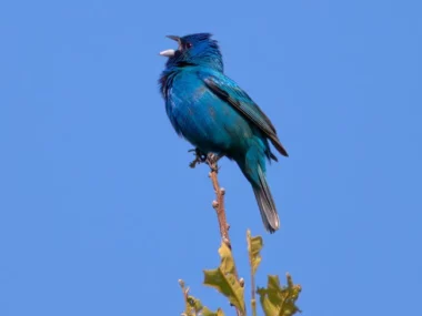 Yoon Jiyoung – Blue bird
