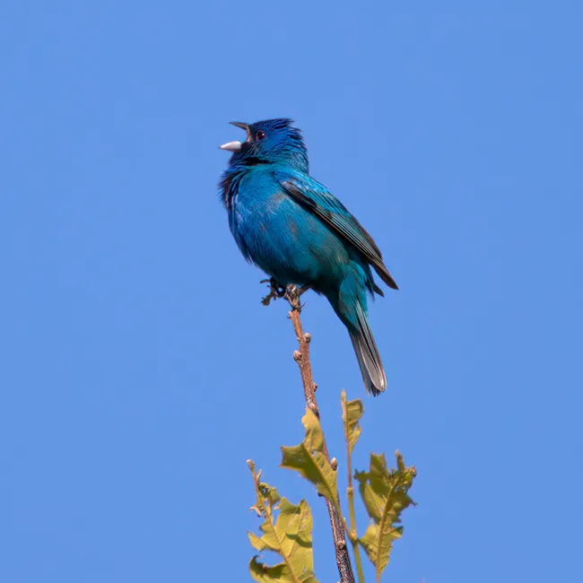 Yoon Jiyoung – Blue bird Yoon Jiyoung – Blue bird
