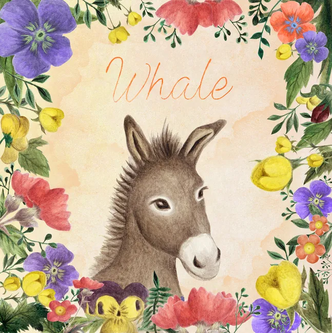 Whale – Donkey Whale – Donkey